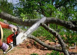 Best Tree Risk Assessment  in Brandermill, VA